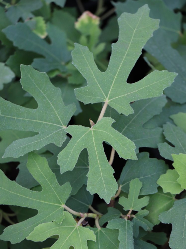 Fíkovník smokvoň ´Little Miss Figgy´® 15-30 cm H9