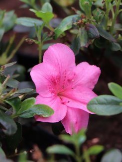 Rhododendron obtusum 'Rokoko´ Azalka japonská 'Rokoko' Nelen pro zelen květ Rhododendron obtusum 'Rokoko´ Azalka japonská 'Rokoko' Nelen pro zelen květ