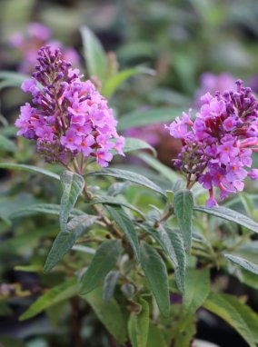 Buddleja davidii Butterfly Candy 'Little Lila' Komule Davidova Butterfly Candy 'Little Lila' Nelen pro zelen květ