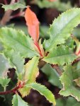 Blýskavka čínská Nelen pro zelen Photinia serratifolia list