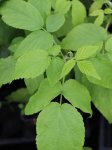 Rubus MALLING PASSION® Maliník 'Malling Passion ® Nelen pro zelen list
