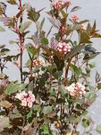 Tavola kalinolistá 'Little Devil' Nelen pro zelen Physocarpus opulifolius 'Little Devil' květ