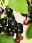 Ribes nigrum Wellington Rybíz černý Wellington Nelen pro zelen plody
