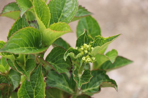 Hydrangea macrophylla červená kompaktní Hortenzie velkolistá červená kompaktní Nelen pro zelen detail