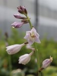 Hosta 'Banana Kid' Bohyška 'Banana Kid' Nelen pro zelen květy