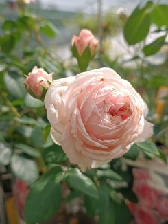Rosa 'Cinderella' Růže 'Cinderella' Nelen pro zelen květ Rosa 'Cinderella' Růže 'Cinderella' Nelen pro zelen květ