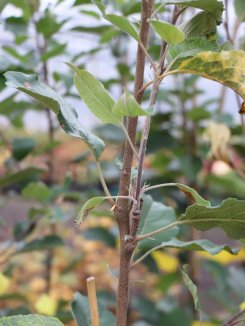 Malus domestica 'Coxova Reneta' Jabloň 'Coxova Reneta' Nelen pro zelen detail Malus domestica 'Coxova Reneta' Jabloň 'Coxova Reneta' Nelen pro zelen detail