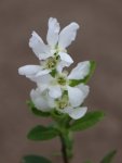 Hroznovec velkokvětý Nelen pro zelen Exochorda racemosa květ