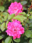 Rosa 'Růžová' Růže 'Růžová' Nelen pro zelen detail květů