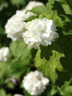 Viburnum opulus ´Roseum´ Kalina obecná 'Roseum' Nelen pro zelen list a květ Viburnum opulus ´Roseum´ Kalina obecná 'Roseum' Nelen pro zelen list a květ