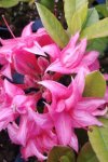 Azalka velkokvětá Nelen pro zelen Rhododendron Knap Hill květ