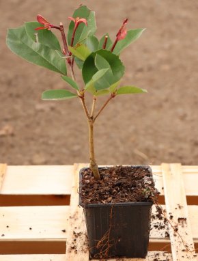 Photinia x fraseri ´Clone Pistoia´ Blýskavka Fraserova 'Clone Pistoia' Nelen pro zelen sazenice h9x9