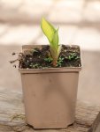 Hosta 'Orange Marmalade' Bohyška 'Orange Marmalade' Nelen pro zelen sazenice v kontej 11