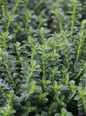 Hebe odora (h.buxifolia) 'Nana' Hebe 'Nana' Nelen pro zelen detail