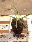 Yucca filamentosa ´Color Guard´ Juka vláknitá 'Color Guard' Nelen pro zelen sazenice QP