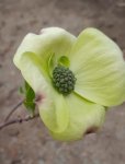 Cornus x ormonde Dřín Ormonde Nelen pro zelen květ