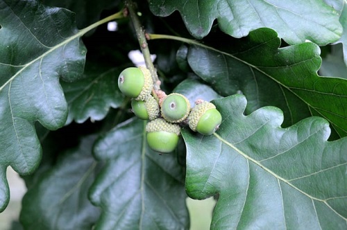 Dub zimní Nelen pro  zelen Quercus petraea plod
