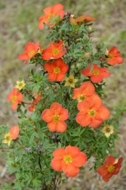 Mochna křovitá 'Red Ace' Nelen pro zelen Dasiphora fruticosa 'Red Ace' květ