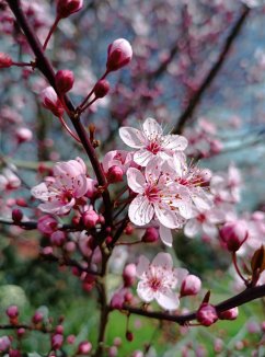 Třešeň červenolistá 'Nigra' Sakura Prunus cerasifera 'Nigra' Nelen pro zelen květ