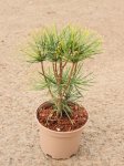 Sciadopitys verticillata Pajehličník přeslenitý Nelen pro zelen kontej 2L