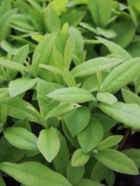 Azalea 'Gibraltar´ Azalka dřevitá 'Gibraltar' Nelen pro zelen listy