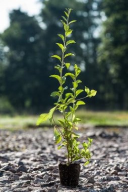 Lycium chinense 'goji Grosfruchting' Kustovnice čínská 'goji Grosfruchting' Nelen pro zelen QP