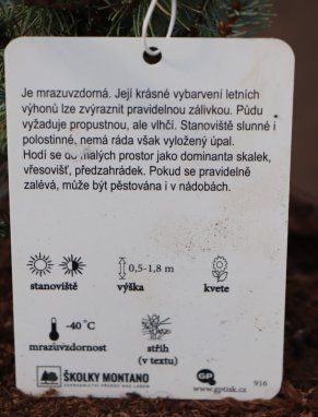 Picea glauca 'Sander´s Blue´ Smrk sivý zakrslý 'Sander's Blue' Nelen pro zelen etiketa
