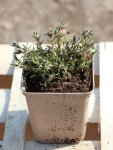 Phlox subulata 'Candy Stripes' Plamenka 'Candy Stripes' Nelen pro zelen sazenice h9x9