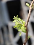 Robinia pseudoacacia ´Twisty Baby´® Trnovník akát 'Twisty Baby' ® Nelen pro zelen detail rašení
