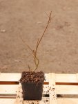 Lagerstroemia indica ´With Love® Virgin´ Lagerstroémie 'With Love® Virgin' Nelen pro zelen sazenice h9x9