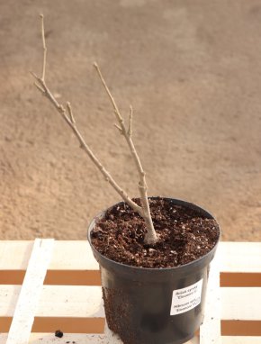 Hibiscus syriacus 'Eleonore´® Ibišek syrský 'Eleonore' ® Nelen pro zelen sazenice kontejner