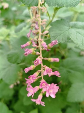Ribes sanguineum Meruzalka krvavá Nelen pro zelen detail květu