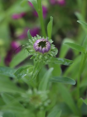 Aster alpinus 'Violet' Hvězdnice alpská 'Violet' Nelen pro zelen poupě