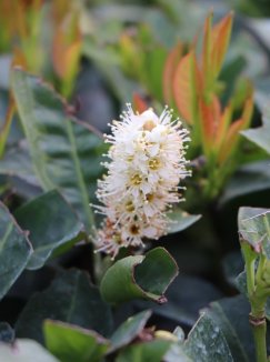 Bobkovišeň lékařská 'Titan' Nelen pro zelen Prunus laurocerasus 'Titan' květ