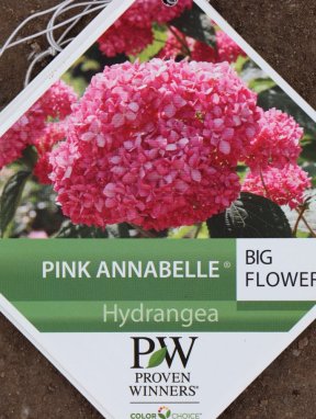 Hortenzie stromečkovitá 'Pink annabelle'