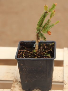 Picea abies´Pusch´ Smrk ztepilý 'Pusch' Nelen pro zelen sazenice h9x9
