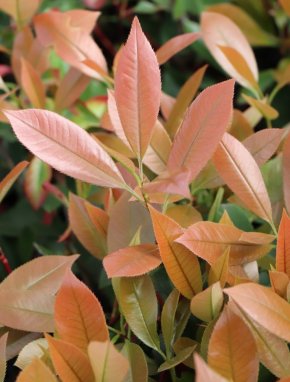Photinia x fraseri ´Clone Pistoia´ Blýskavka Fraserova 'Clone Pistoia' Nelen pro zelen nové přírůstky
