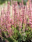 Calluna vulgaris 'Mary Ann' Vřes 'Mary Ann' Nelen pro zelen detail