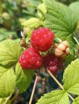 Rubus idaeus 'Glen Ample' Maliník 'Glen Ample' Nelen pro zelen plody