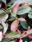 Photinia x fraseri ´Clone Pistoia´ Blýskavka Fraserova 'Clone Pistoia' Nelen pro zelen listy