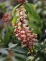 Pieris japonica 'Bonfire' Pieris japonský 'Bonfire' Nelen pro zelen květ