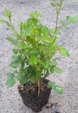 Rosa 'Fairy Gold' Růže půdopokryvná 'Fairy Gold' Nelen pro zelen sazenice QP