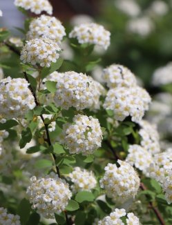 Spiraea x van houttei Tavolník van Houtteův Nelen pro zelen detail květů Spiraea x van houttei Tavolník van Houtteův Nelen pro zelen detail květů