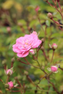 Růže pokryvná 'The Fairy' Nelen pro zelen Rosa 'The Fairy' květ