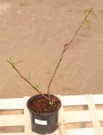 Chaenomeles speciosa 'Nivalis' Kdoulovec lahvicovitý 'Nivalis' Nelen pro zelen kont 1L