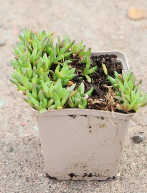 Delosperma nubigenum 'Lesotho' Kosmatec 'Lesotho' Nelen pro zelen sazenice h9x9