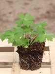 Geranium ´Joseph Green´ Kakost 'Joseph Green' Nelen pro zelen sazenice QP
