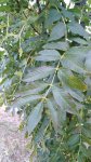 Jasan ztepilý Nelen pro zelen Fraxinus excelsior list