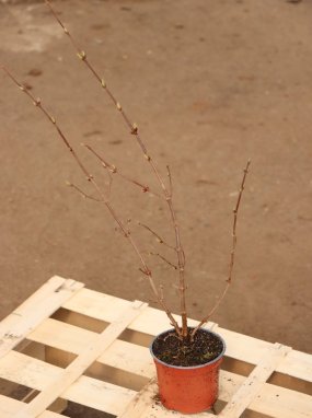 Viburnum plicatum 'Dart´s Red Robin´ Kalina japonská 'Dart's Red Robin' Nelen pro zelen kont 12cm