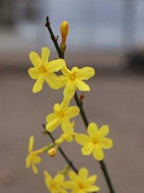 Jasmín nahokvětý Nelen pro zelen Jasminum nudiflorum květ